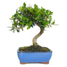 Bonsai Olivo (Olea)