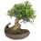 Bonsai Olivera (Olea)