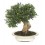 Bonsai Olivo (Olea)