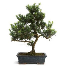 Bonsaï Podocarpus.