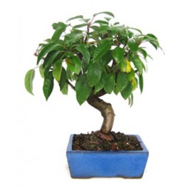 Bonsai-Apfelbaum (Malus)