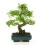 Bonsai Zelkova (Zelkova parvifolia)