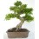 Bonsai Zelkova (Zelkova parvifolia)