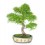 Bonsai Zelkova (Zelkova parvifolia)