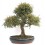 Bonsai Zelkova (Zelkova parvifolia)