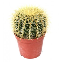 Echinocactus Grusonii ou Coussin de Belle-Mère (pot 17 cm ø).