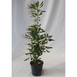 Pittosporum Tobira (pot 15 cm ø)