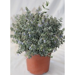 Teucrium fruticans ou mato-branco (vaso 19 cm ø)