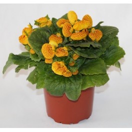 Calceolaria (vaso 13 cm ø)