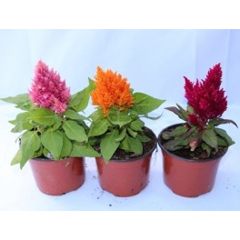 Duster ou Celosia (pot 10,5 cm ø)