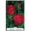 Rosal Grandiflora en sachet, coloris au choix