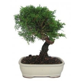 Bonsai Juniperus Chinensis