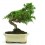 Bonsai Juniperus Chinensis