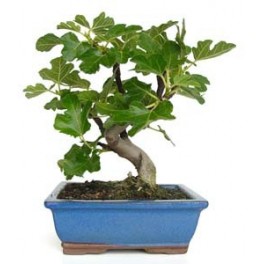 Bonsai Figuera (Ficus carica)