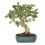 Bonsai Figuera (Ficus carica)