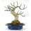 Bonsai Figuera (Ficus carica)