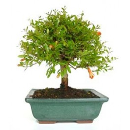 Bonsai Magraner (Punica)