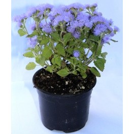 Agerato o ageratum