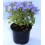 Agerato o ageratum