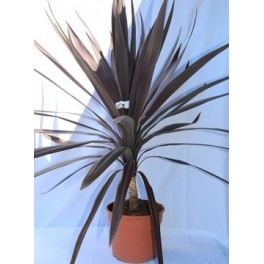 Cordyline Étoile Rouge (pot 17 cm ø)