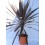 Cordyline Red Star (maceta 17 cm ø)