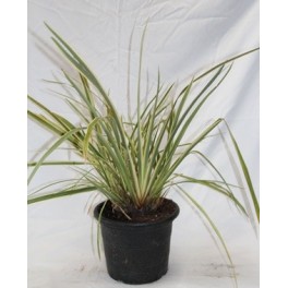 Phormium Variegata (vaso 23 cm ø)