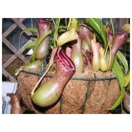 Nepenthes carnívoras (vaso de 13 cm ø)