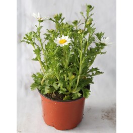 Mini Marguerite, Leucanthemum Paludosum ou Paludosum