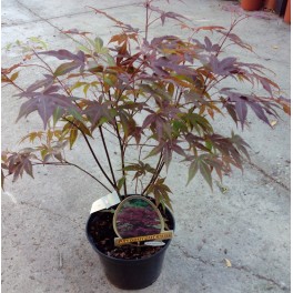 Acer Palmatum Vert (pot 19 cm ø).