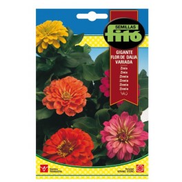 Llavor ornamental Zinnia Liliput