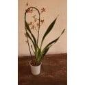 Comprar orquideas de muchas variedades en Germigarden - Germigarden