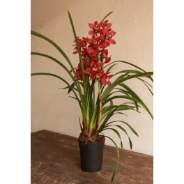 Orquídia Cymbidium