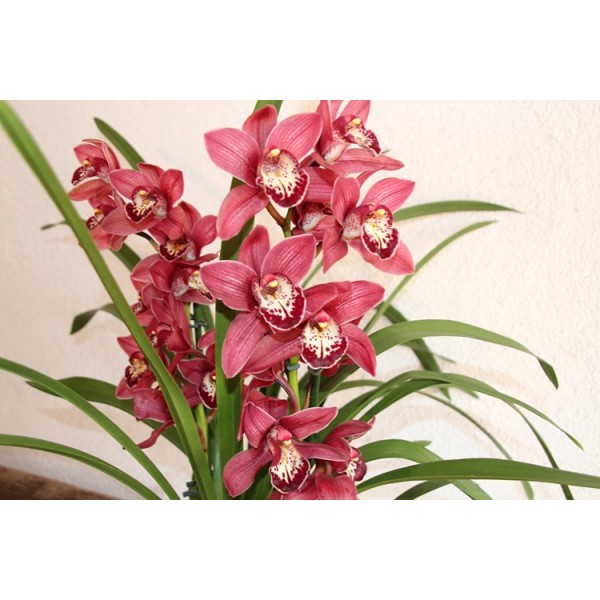 Orquídea rojo a domicilio, Flores de Cymbidium