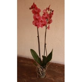 Orquídea Phalaenopsis