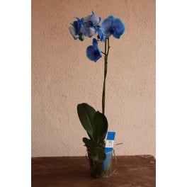 Phalaenopsis azul