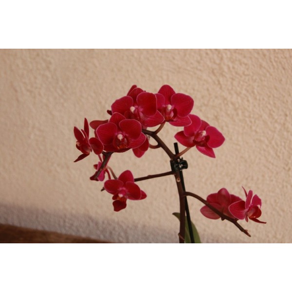  Orquídeas naturales: plantas vivas purificadoras de