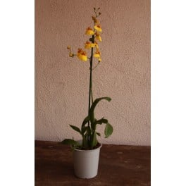 Orquídia Phalaenopsis 2 vares (test 12 cm ø)