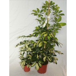 Schefflera