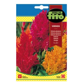 Semente variegada de Celosia plumosa