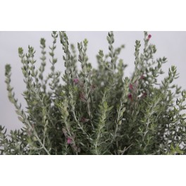 Teucrium (test 19 cm ø)