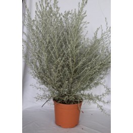 Eremophila nivea (vaso 21 cm ø)