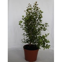 Pittosporum (test 15 cm ø)