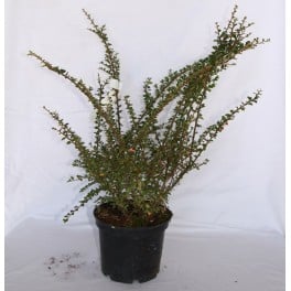 Cotoneaster Horizontalis (pot 19 cm ø)