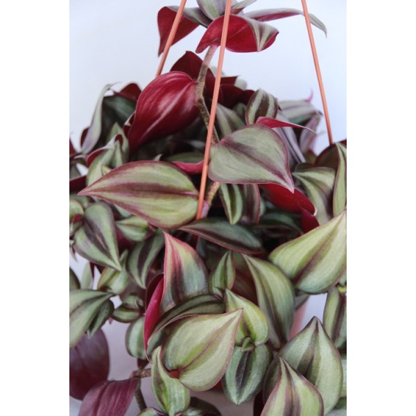 Tradescantia Zebrina en maceta para colgar de 18 cm