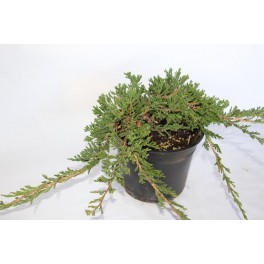 Juniperus Horizontalis Príncipe de Gales (vaso 18 cm ø)