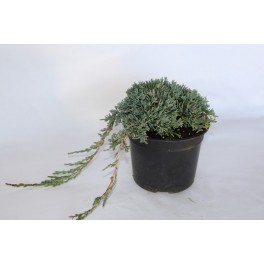 Juniperus Horizontalis Icee Blue (vaso 18 cm ø)