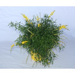 Genista (maceta 19 cm ø)