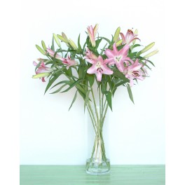 Lilium rosa