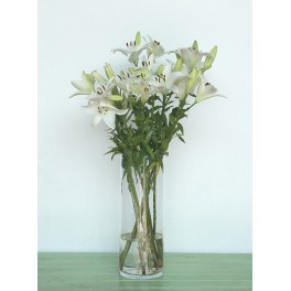 Lilium blanc