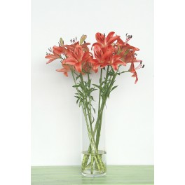 Lilium rojo